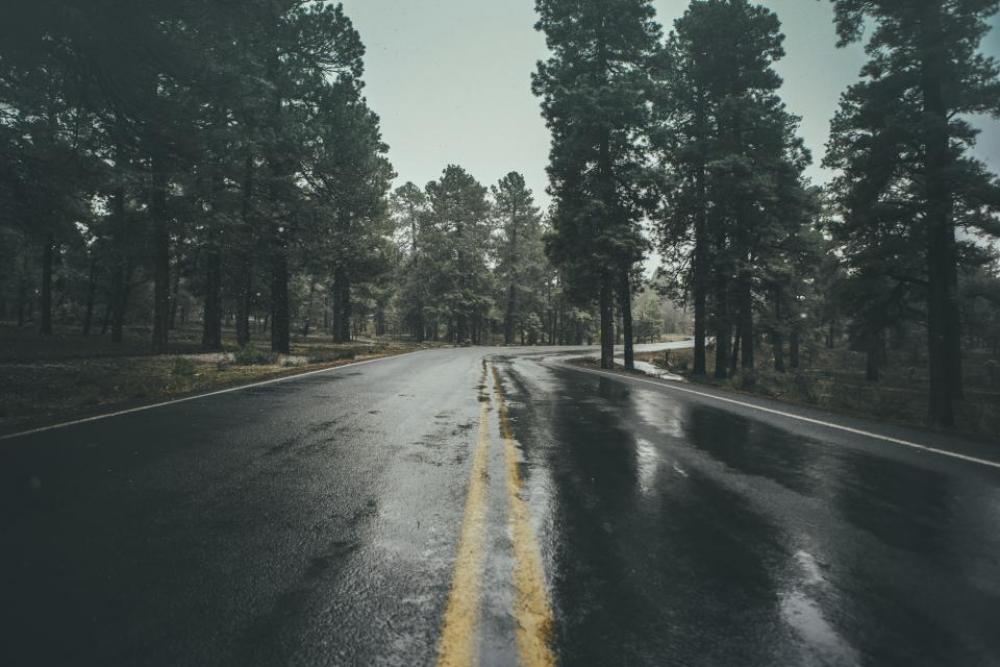 wet road rain trees plant wet road rain trees plant