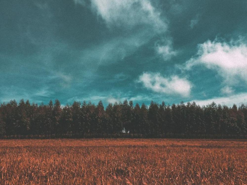 field crops agriculture nature landscape field crops agriculture nature landscape