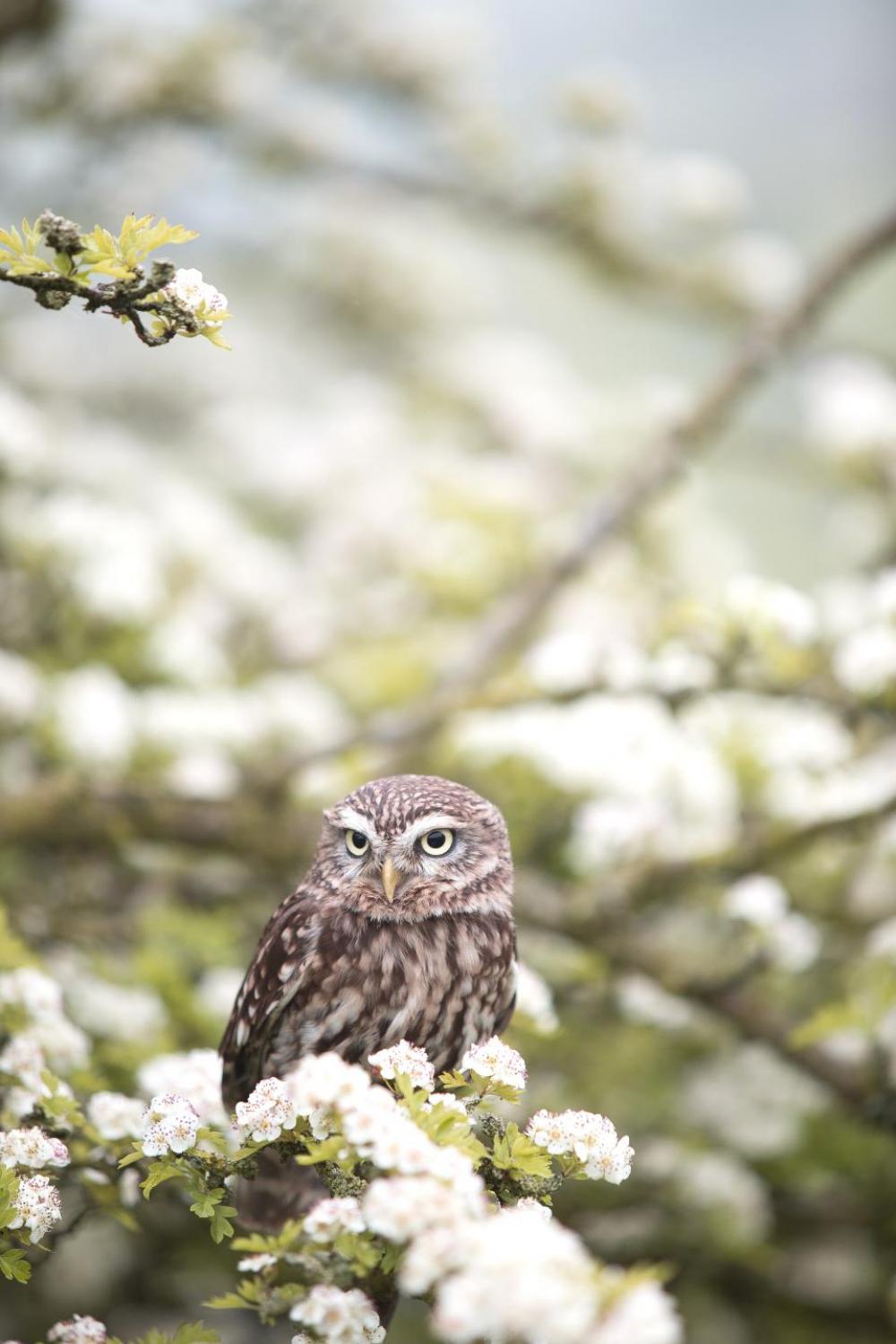 animals birds owl perched flowers animals birds owl perched flowers