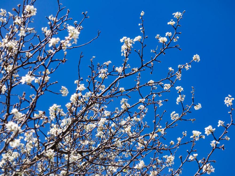 cherry blossoms tree plants nature cherry blossoms tree plants nature
