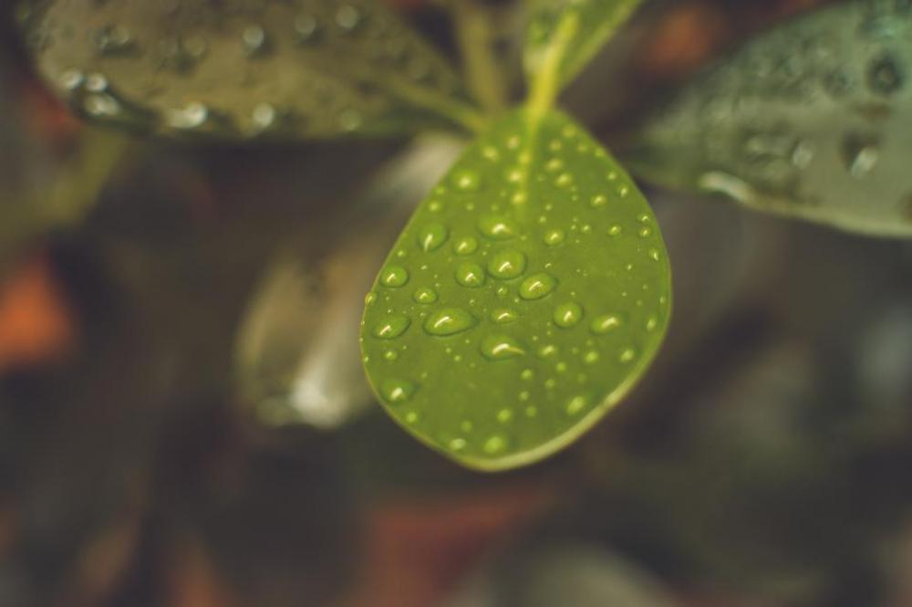 green plants leaves nature wet green plants leaves nature wet