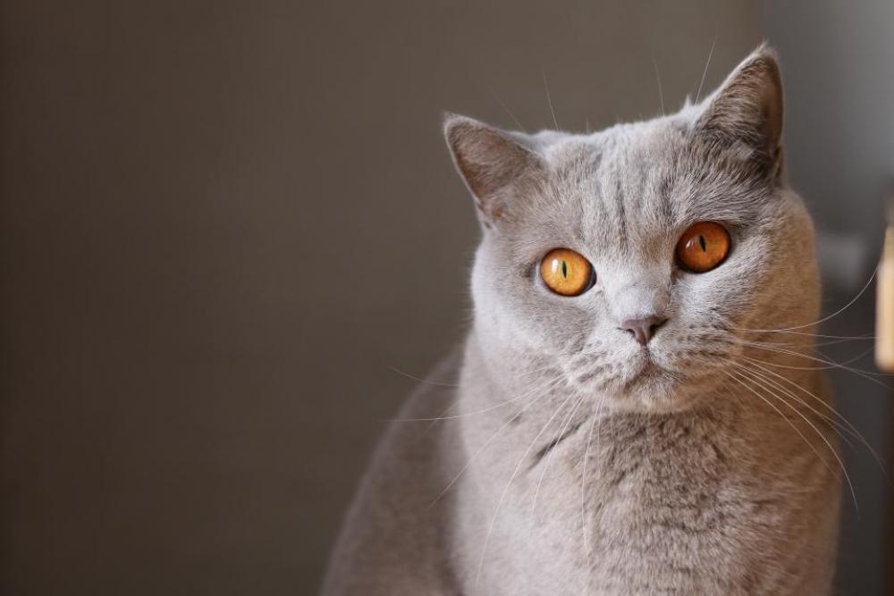 animals feline cats whiskers snout animals feline cats whiskers snout