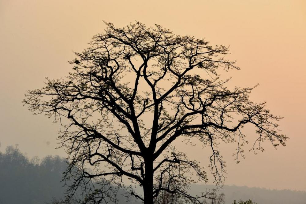 tree branches plant nature foggy tree branches plant nature foggy