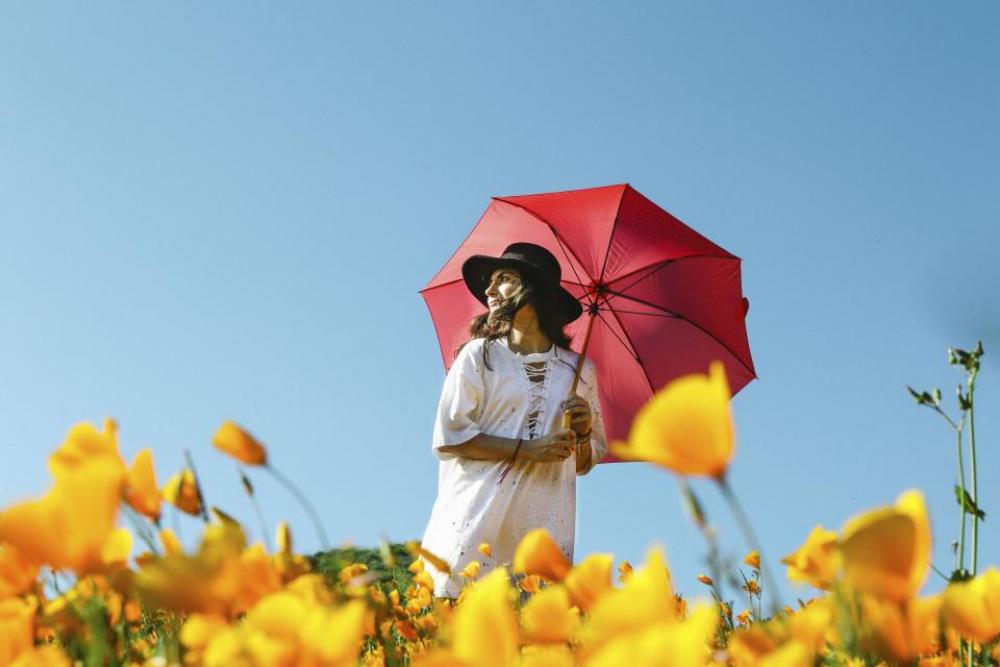 flower yellow petal bloom garden flower yellow petal bloom garden