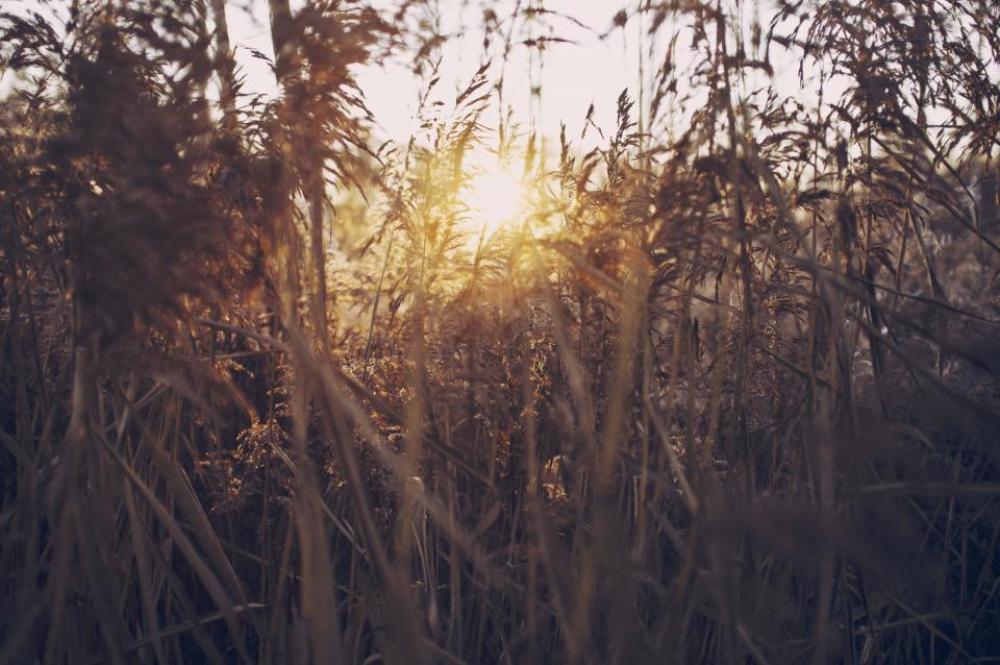 sunlight bushes nature plants sunlight bushes nature plants