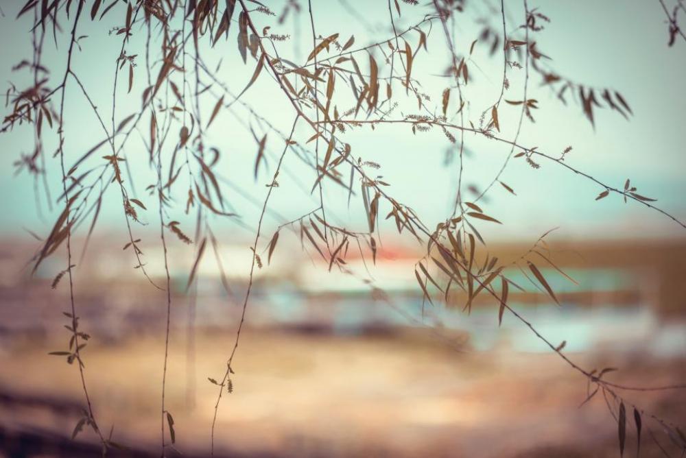 trees plant leaves nature blur trees plant leaves nature blur