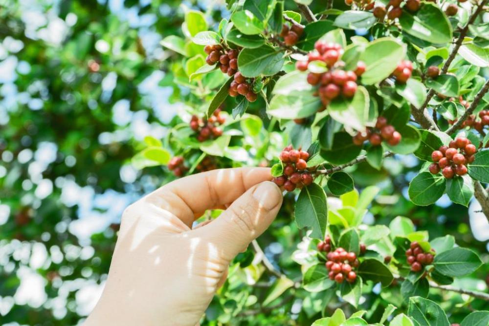 green plant bean coffee seed green plant bean coffee seed