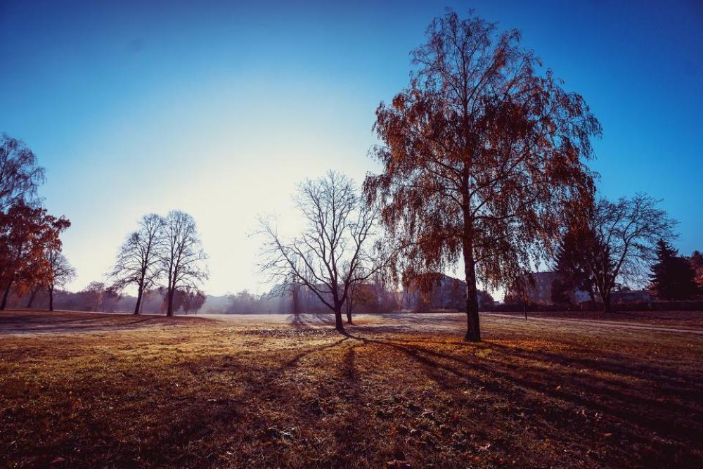 trees plant landscape fall autumn trees plant landscape fall autumn