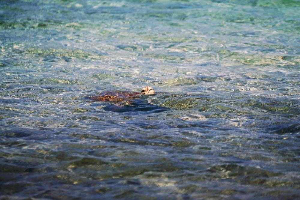 animals amphibians turtles tortoise swim animals amphibians turtles tortoise swim