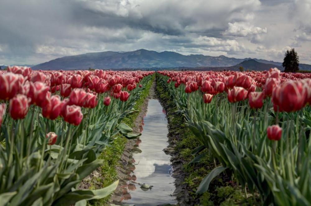 flowers nature blossoms field garden flowers nature blossoms field garden