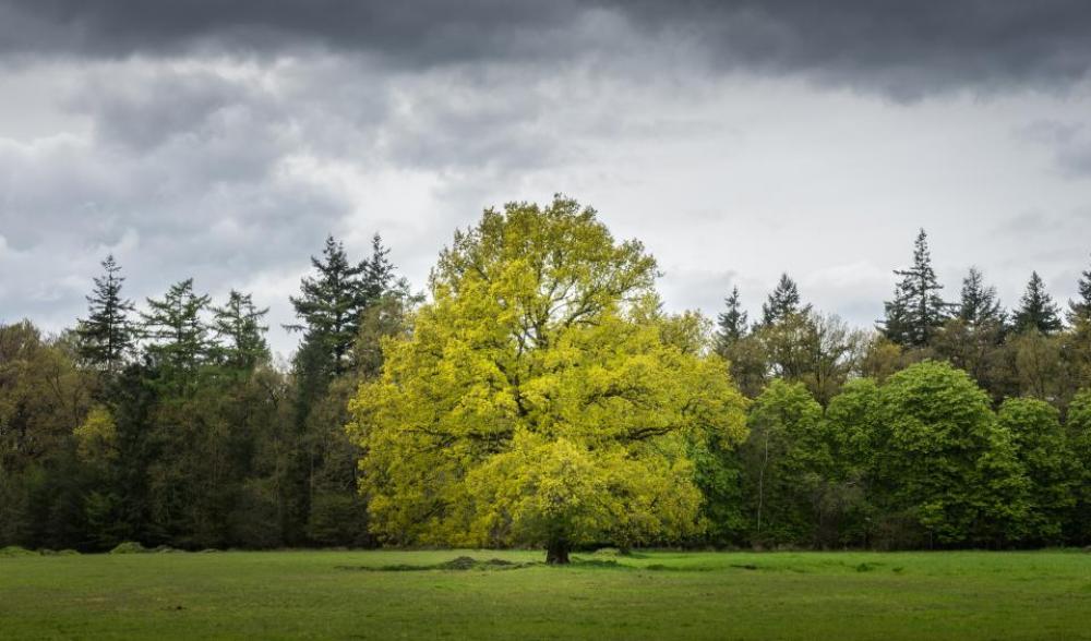 cloud sky tree plant nature cloud sky tree plant nature