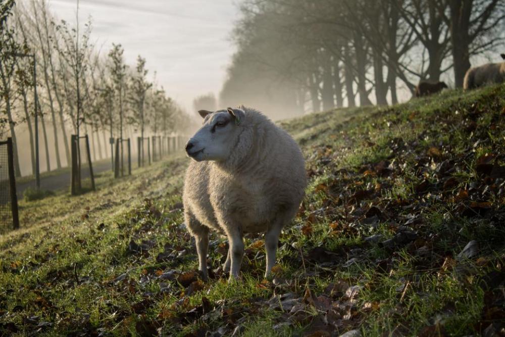 animal sheep grass forest fog animal sheep grass forest fog