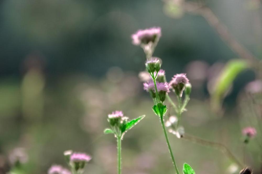 flowers nature blossoms petals leaves flowers nature blossoms petals leaves