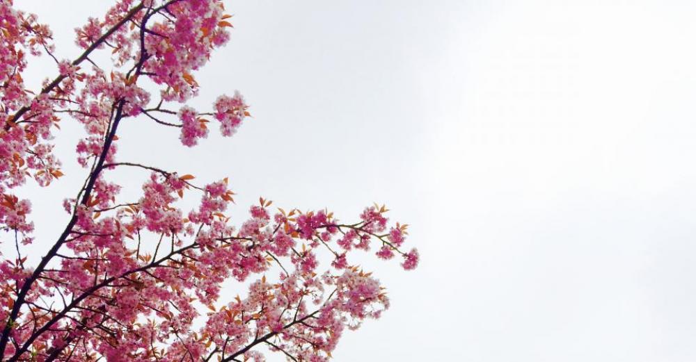 nature plants trees pink cherry nature plants trees pink cherry