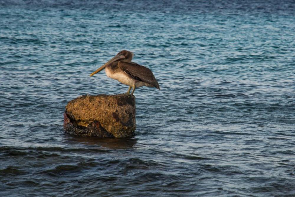 pelican bird water pelican bird water