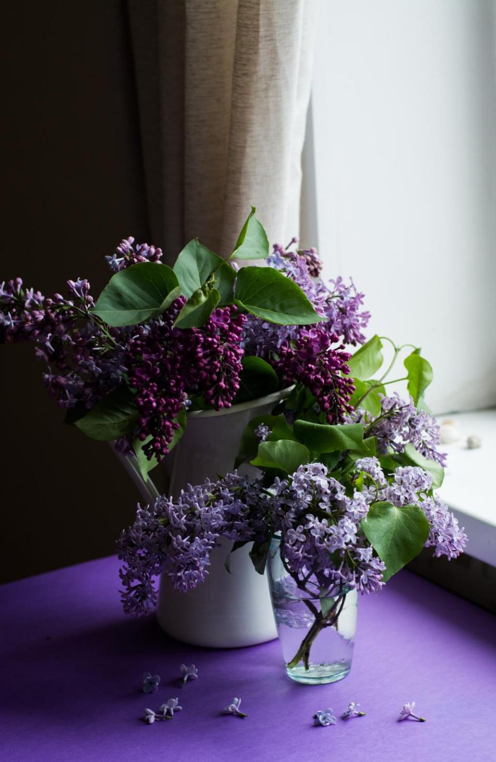 purple flower bloom blossom green purple flower bloom blossom green