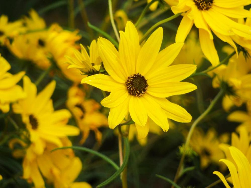sunflowers plants yellow sunflowers plants yellow