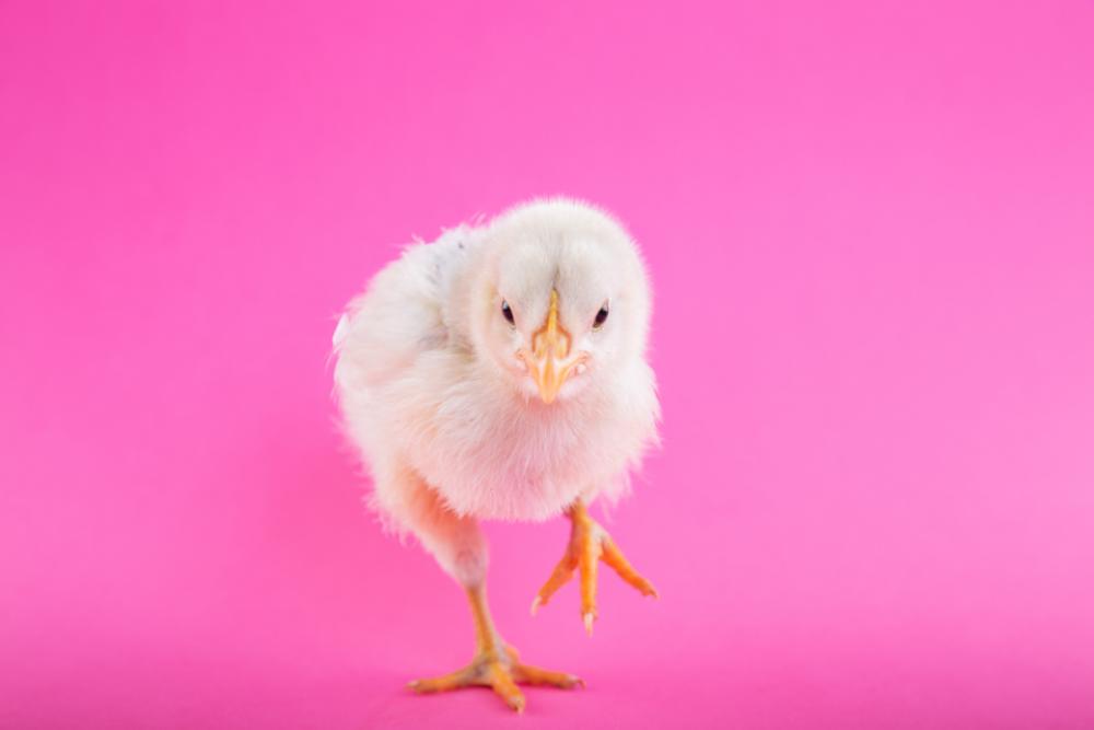 chick pink background wallpaper hd chick pink background wallpaper hd