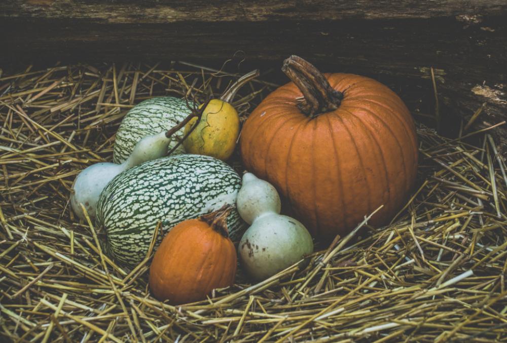 halloween halloween pumpkin orange orange color pumpkin halloween halloween pumpkin orange orange color pumpkin
