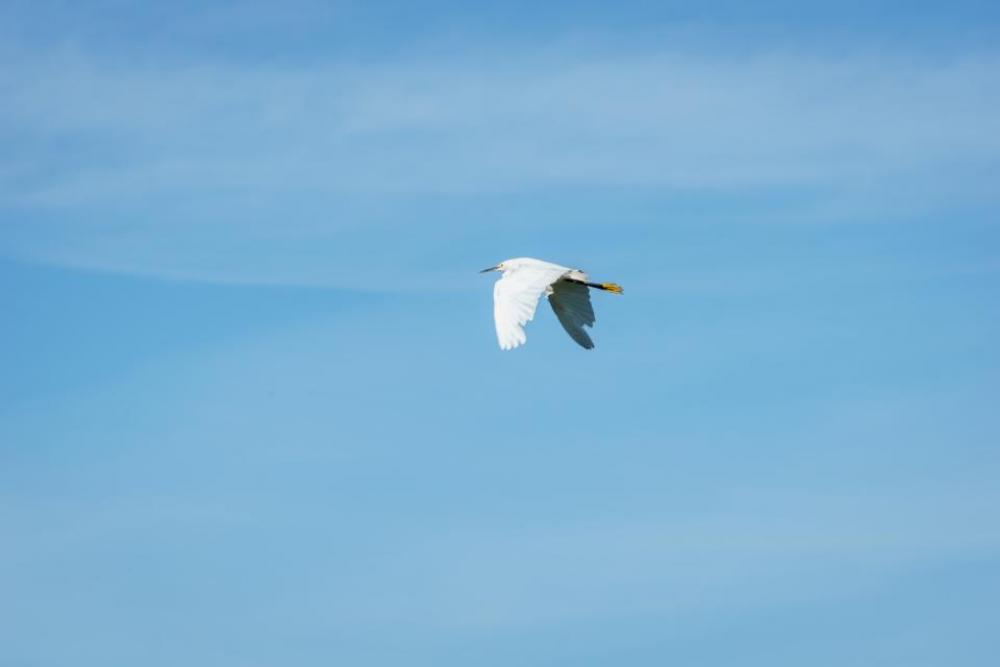 crane bird flying wings blue crane bird flying wings blue