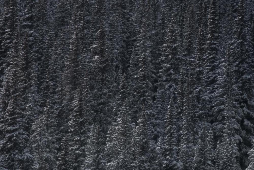 trees plant forest nature black and white trees plant forest nature black and white