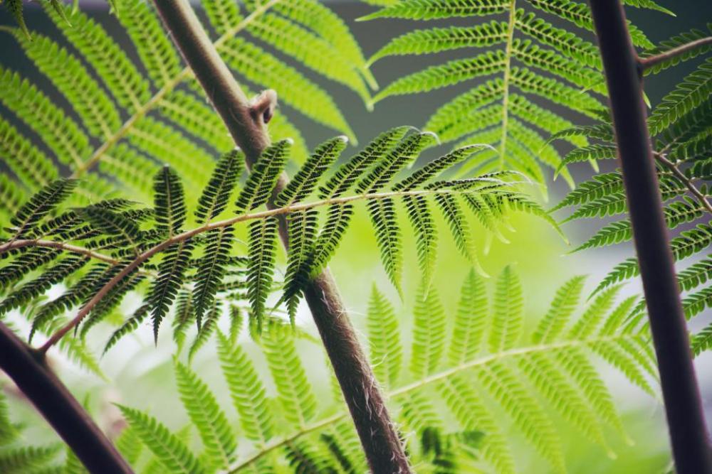 green leaves plants trees nature green leaves plants trees nature