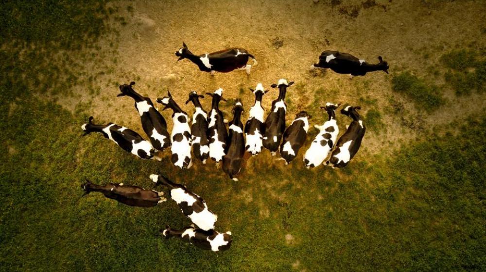 green field grass animal goat green field grass animal goat