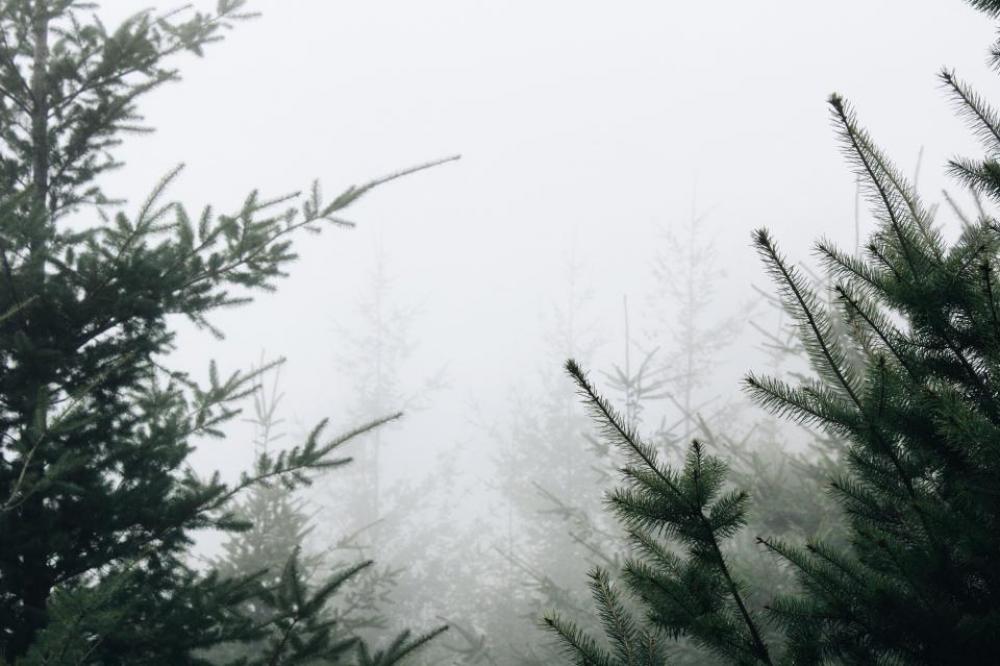 nature landscape woods forest trees nature landscape woods forest trees