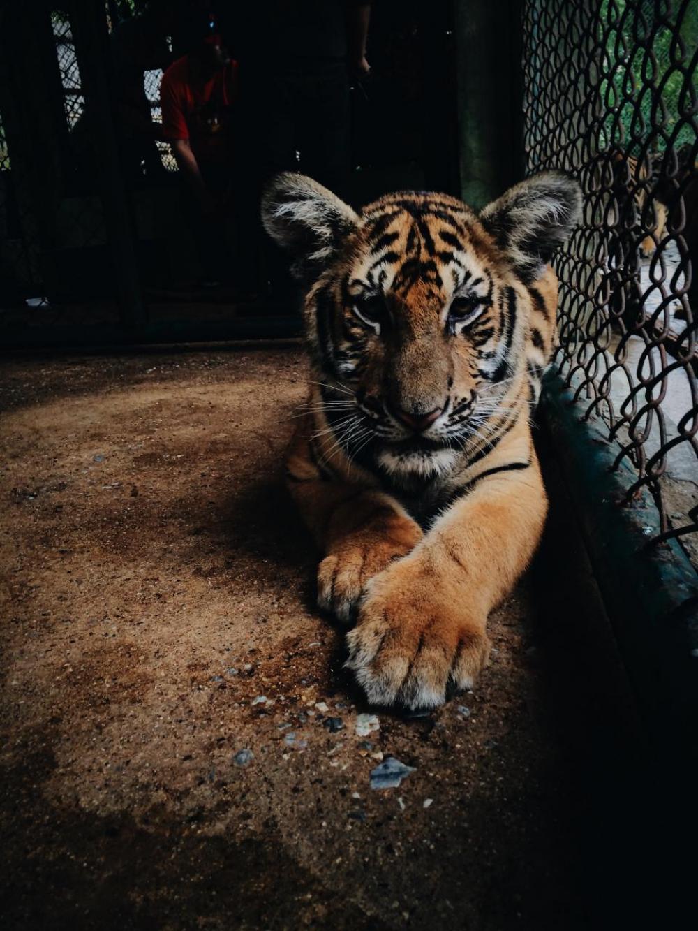 nature wildlife animal tiger paws nature wildlife animal tiger paws