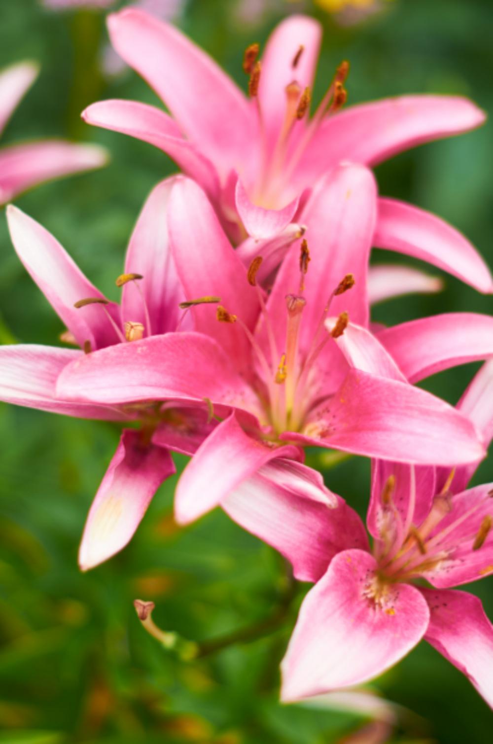fresh pink flowers garden outdoors fresh pink flowers garden outdoors