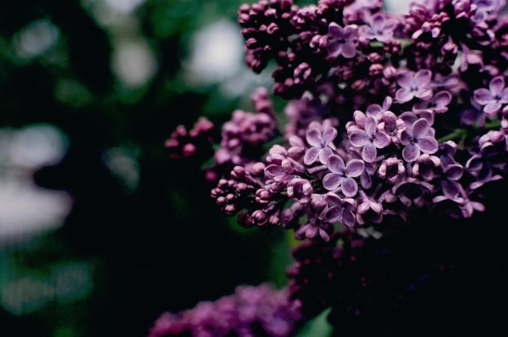 nature plants purple flowers green nature plants purple flowers green