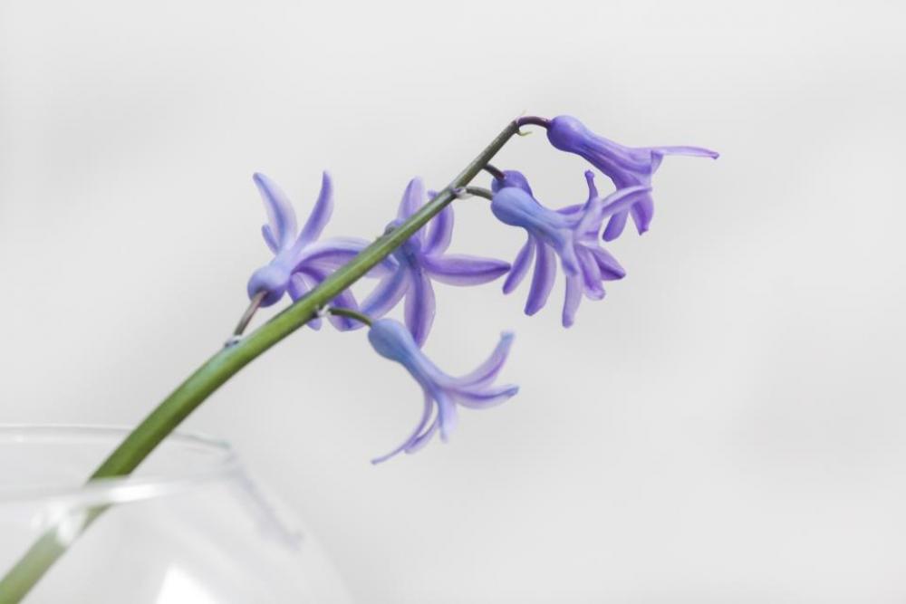 purple flower nature glass vase purple flower nature glass vase