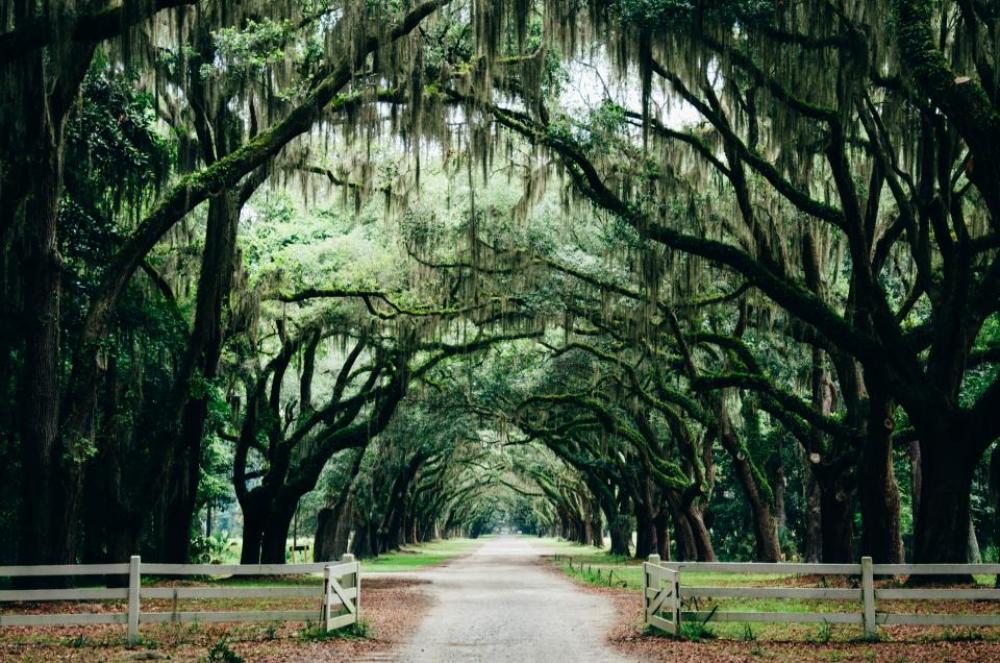nature landscape park trees woods nature landscape park trees woods
