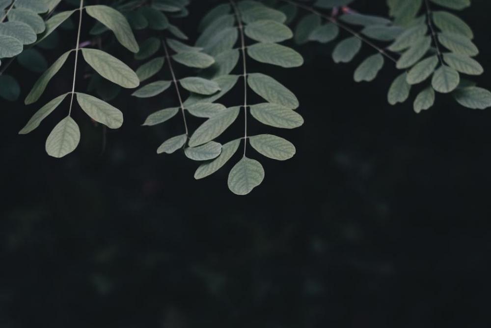 dark green leaf plant tree dark green leaf plant tree
