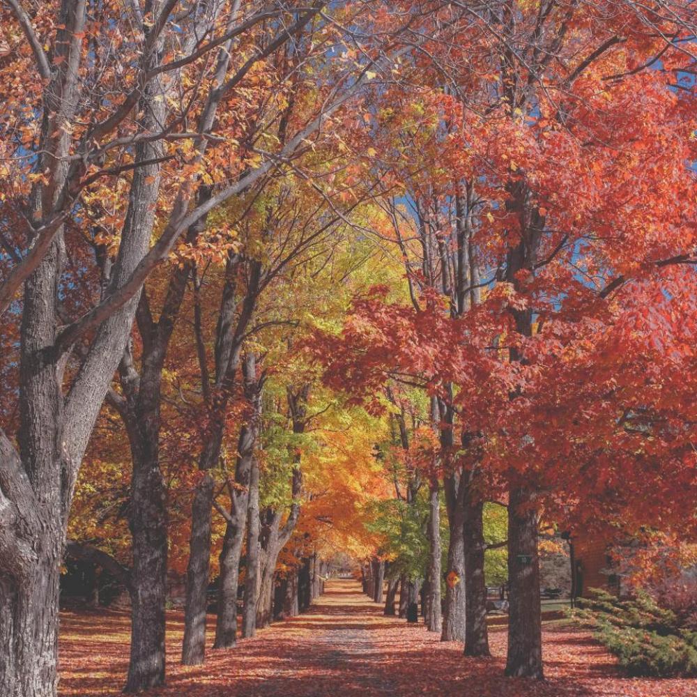 trees plant nature leaves fall trees plant nature leaves fall