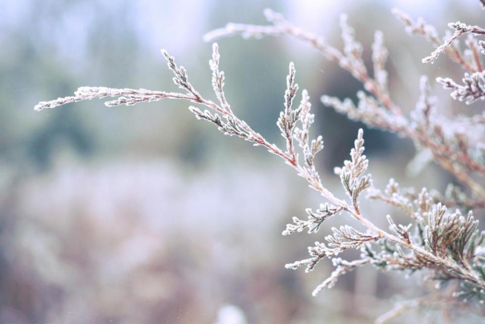 trees branches leaves frost winter trees branches leaves frost winter