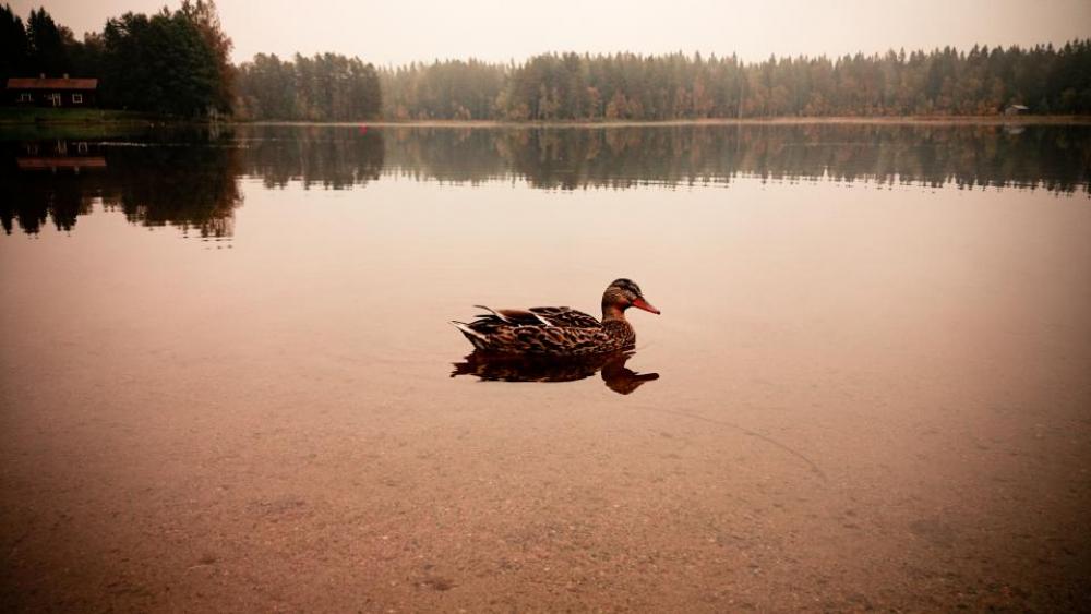 duck water river lake nature duck water river lake nature