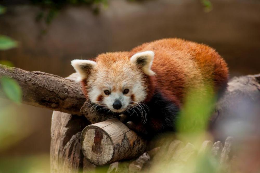 red panda animal wildlife tree red panda animal wildlife tree