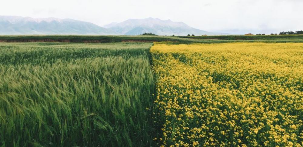 green grass crop flower yellow green grass crop flower yellow
