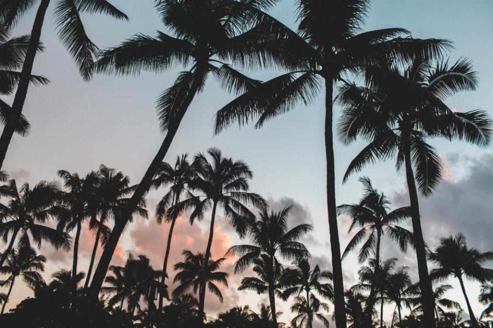 coconut palm tree nature plant coconut palm tree nature plant