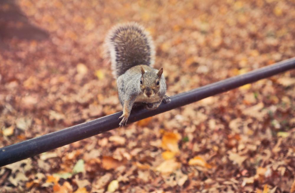 squirrel startled pole animal leaves squirrel startled pole animal leaves