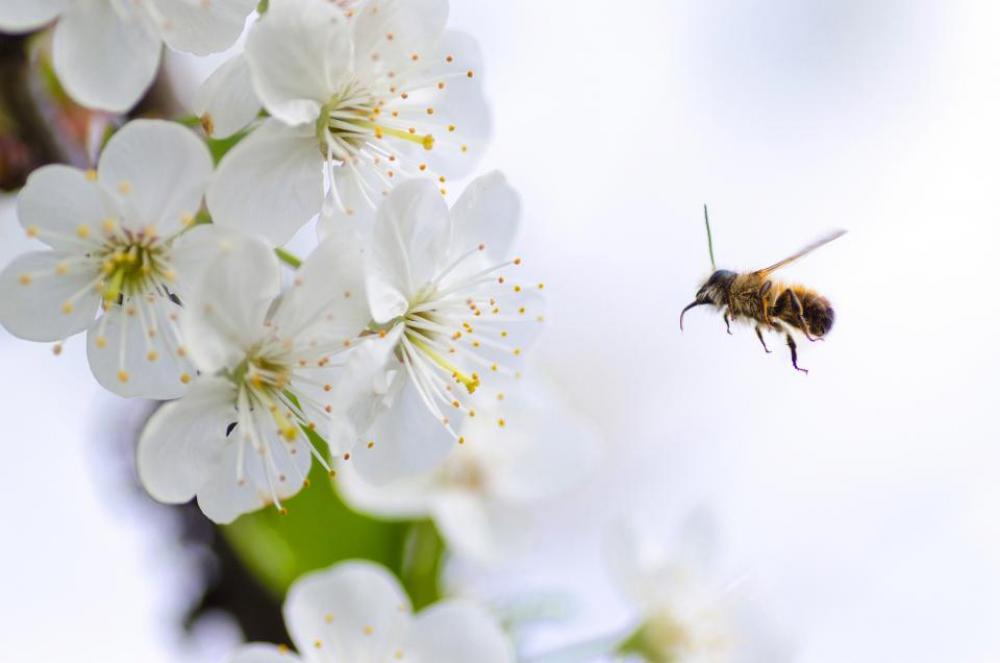 nature macro animals bee pollen nature macro animals bee pollen