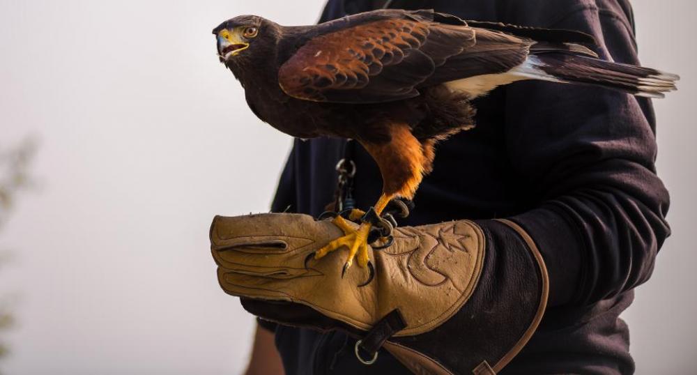 people man hand eagle bird people man hand eagle bird