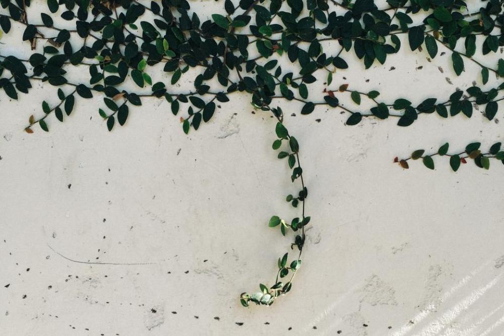 vines leaves vines leaves