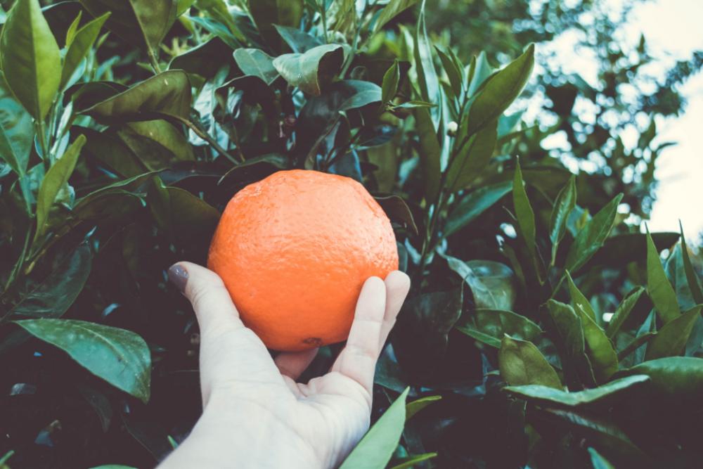 orange tree fruit food pick orange tree fruit food pick