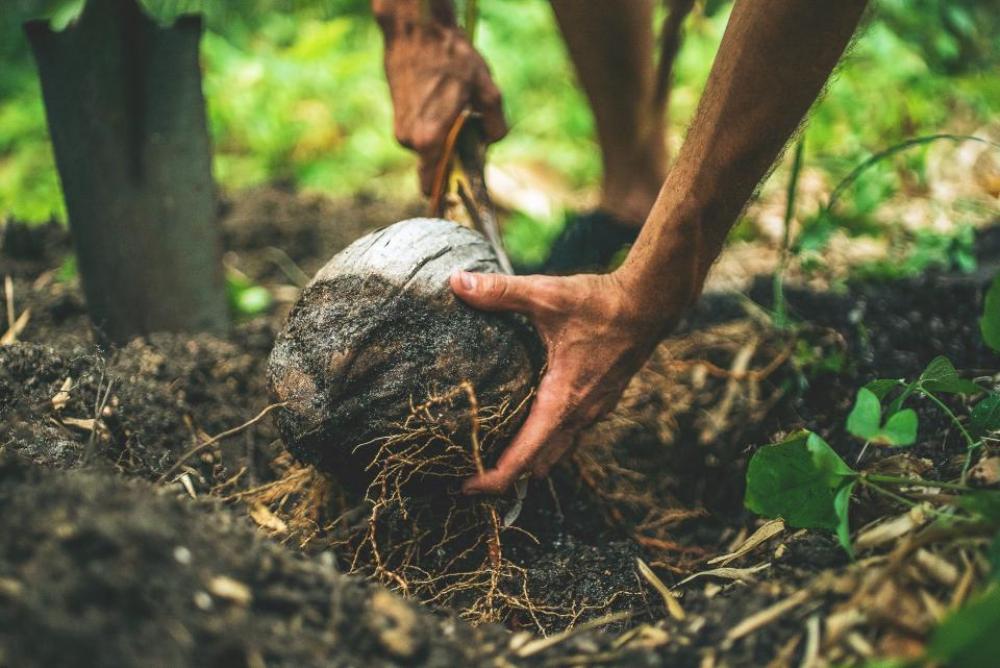 soil land environment nature coconut soil land environment nature coconut