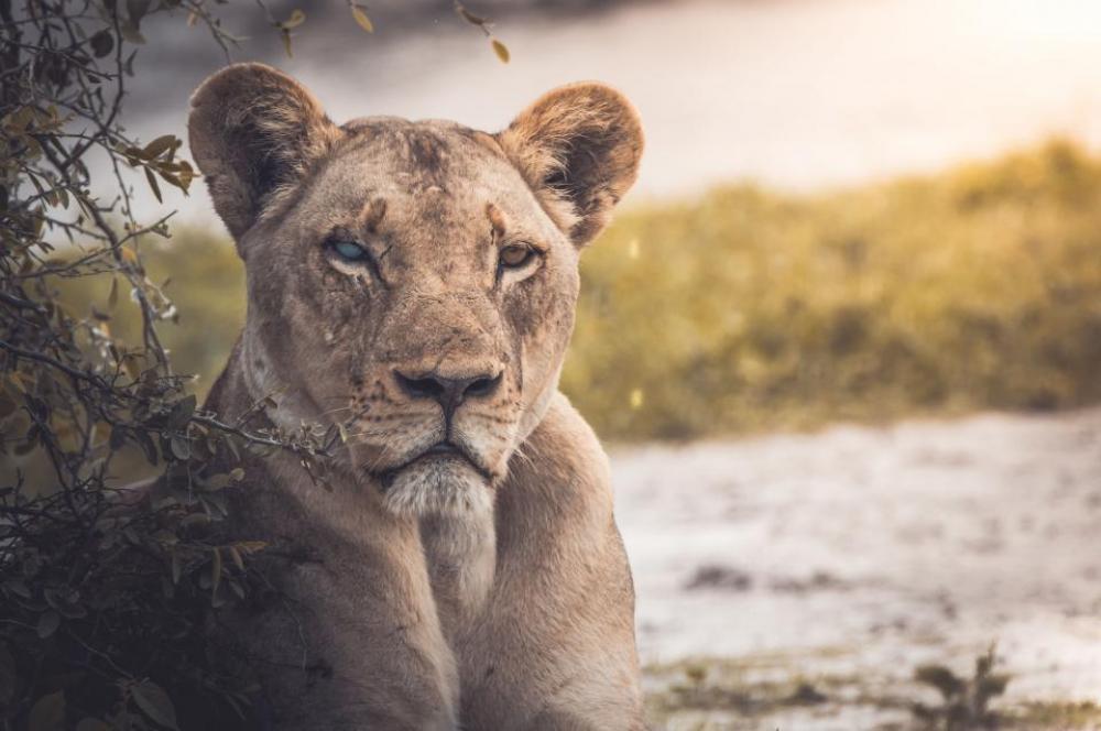 lion animal zoo forest wildlife lion animal zoo forest wildlife