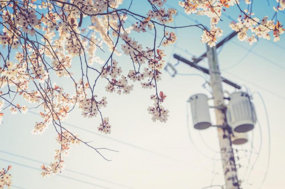 white blossoms trees flowers leaves white blossoms trees flowers leaves