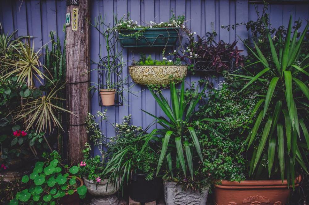 plant garden flower petals green plant garden flower petals green