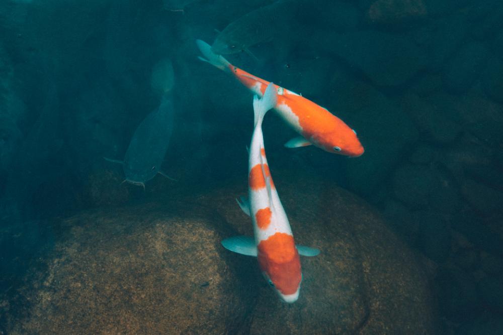 fish coy carp orange water fish coy carp orange water